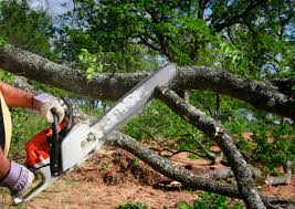 How Our Tree Care Process Works  in  Bridgeport, PA