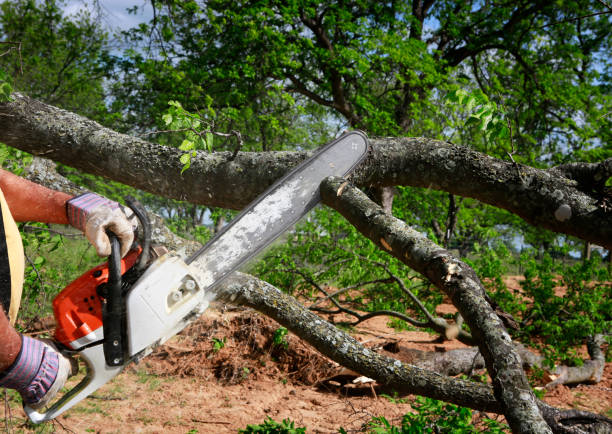 Best Tree Trimming and Pruning  in Bridgeport, PA